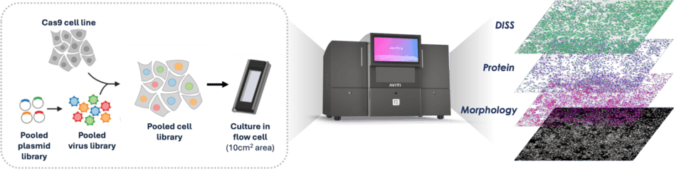 Seeing deeper with optical pooled screening