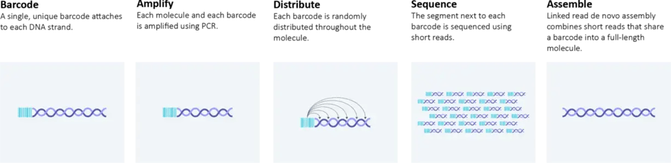 Loop Seq Sequencing Steps Horizontal