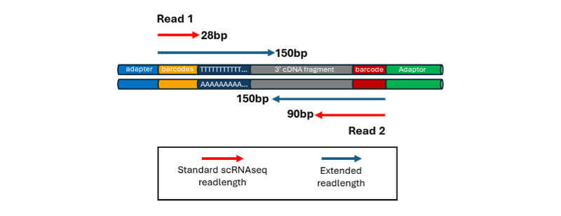 Novel Insights into Single-Cell Transcriptomics with Paired-End Sequencing
