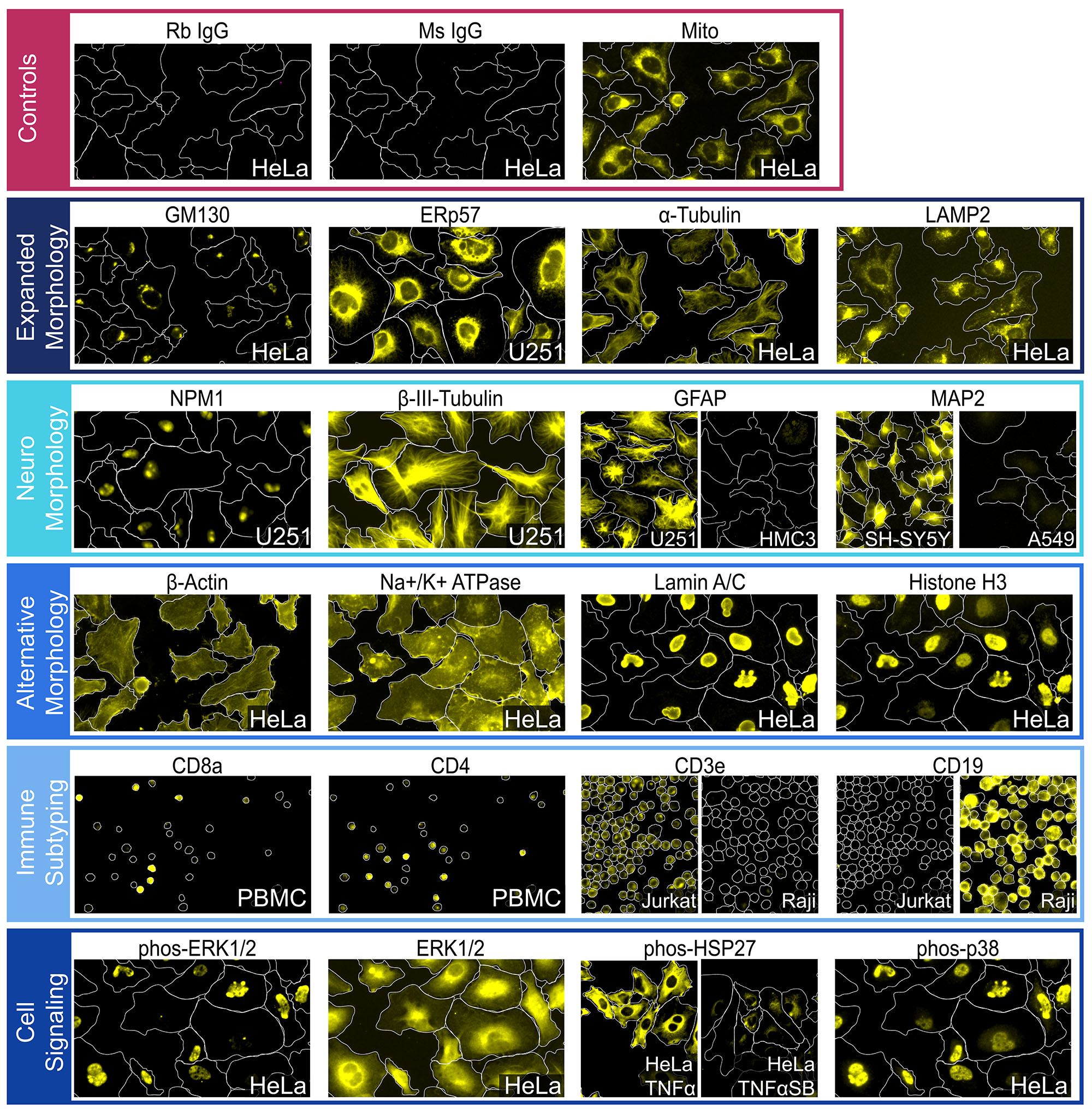ACT-247_fig3_protein_bigfig