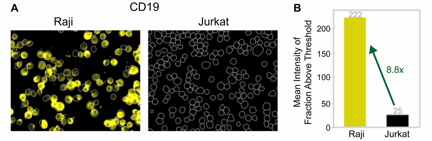 ACT-247_fig4_cd19