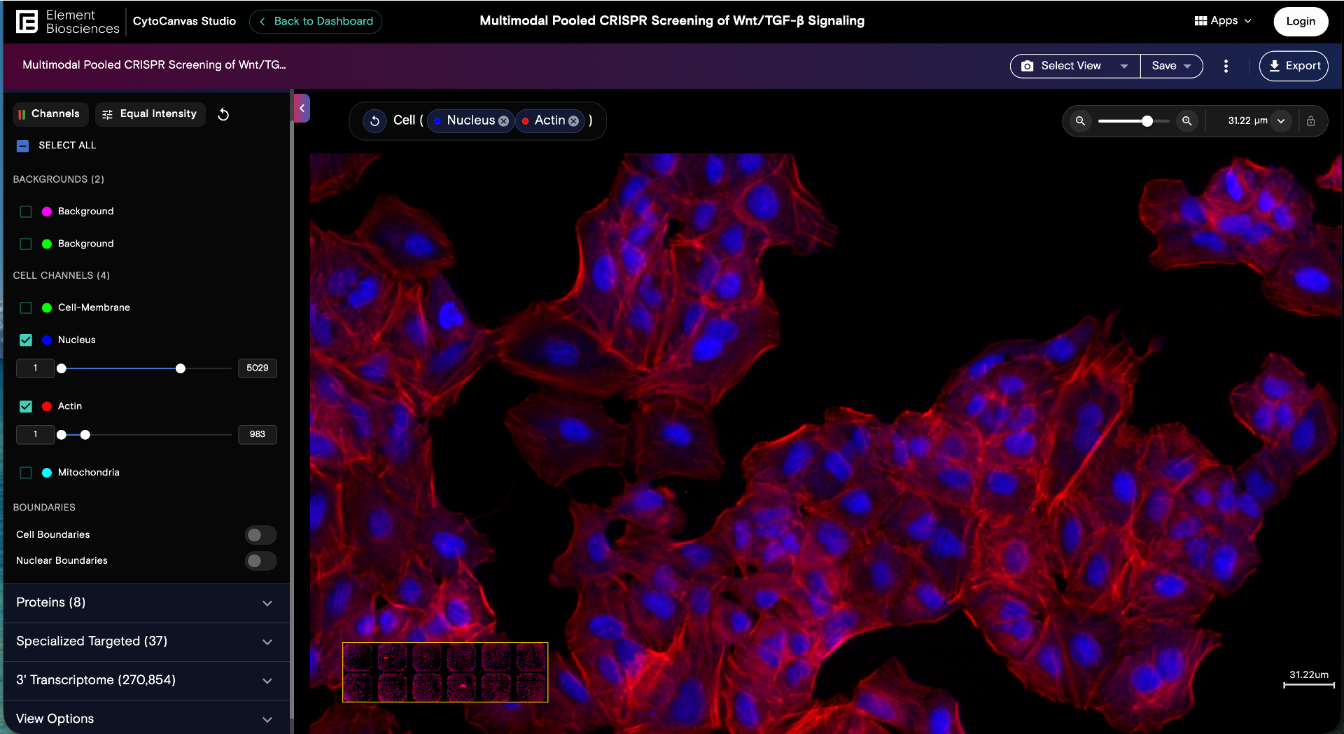 Cytocanvas