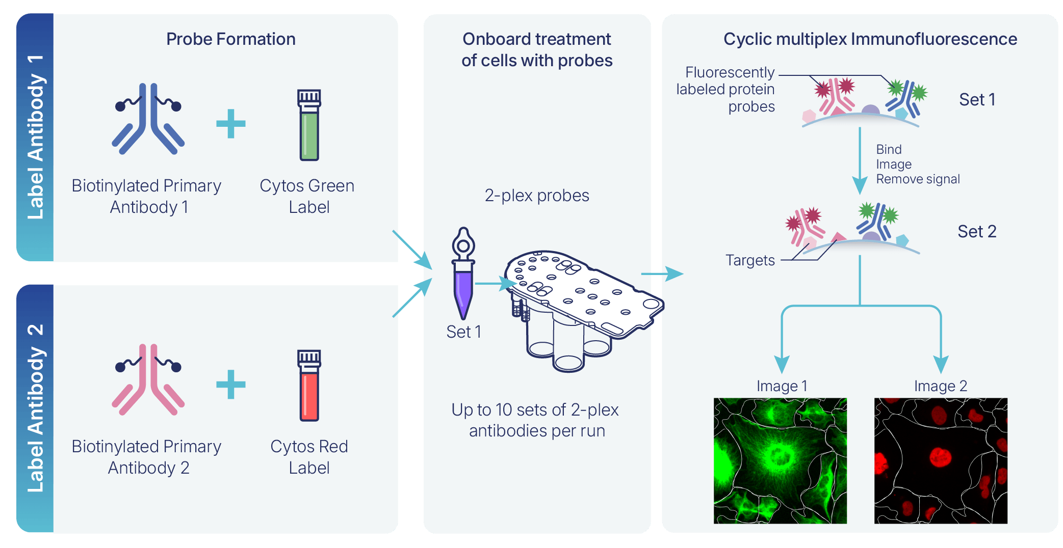 Infographic-Protein-IF-Tube -Without-Biotin (1)