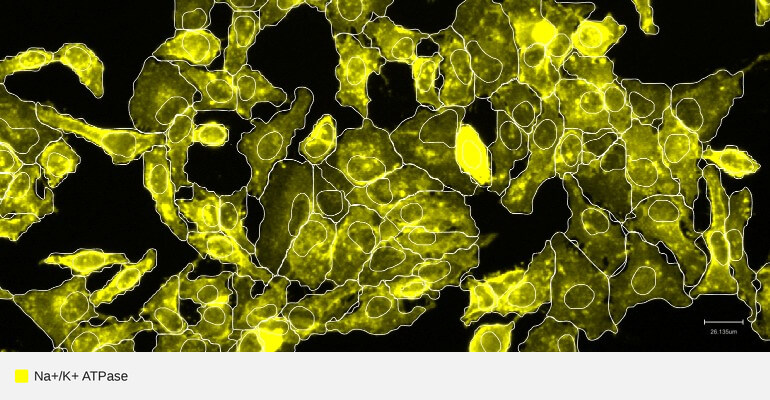 ATP1A1-target-hela