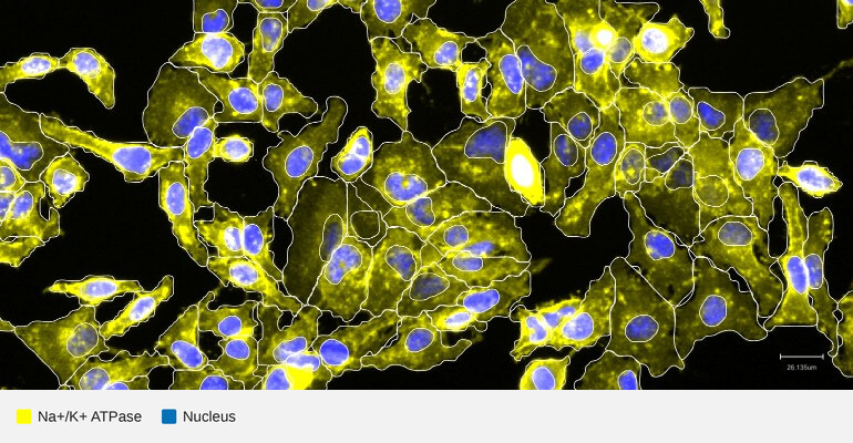 ATP1A1-target-nucleus-hela