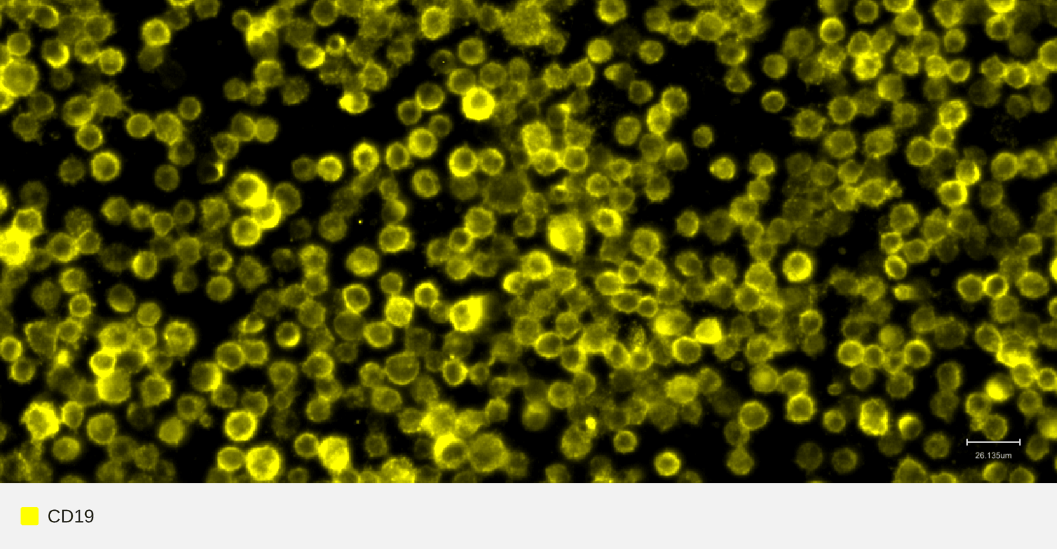 CD19-target-raji