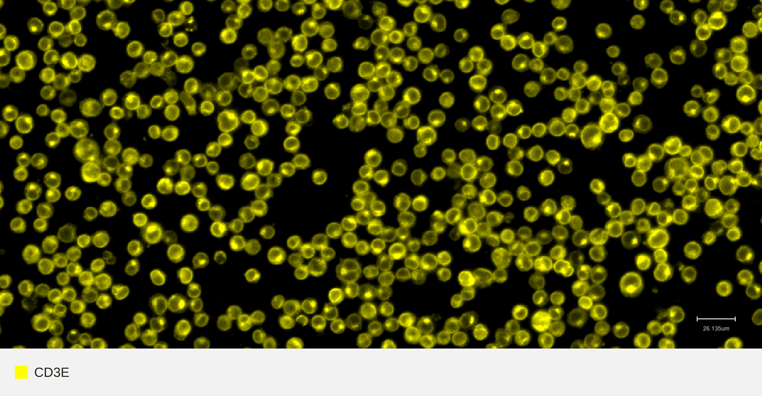 CD3E-target-jurkat