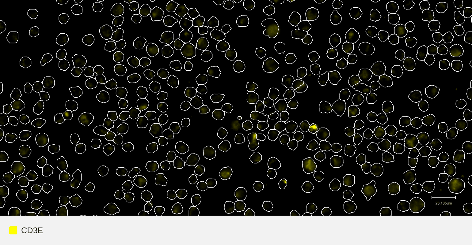 CD3E-target-raji