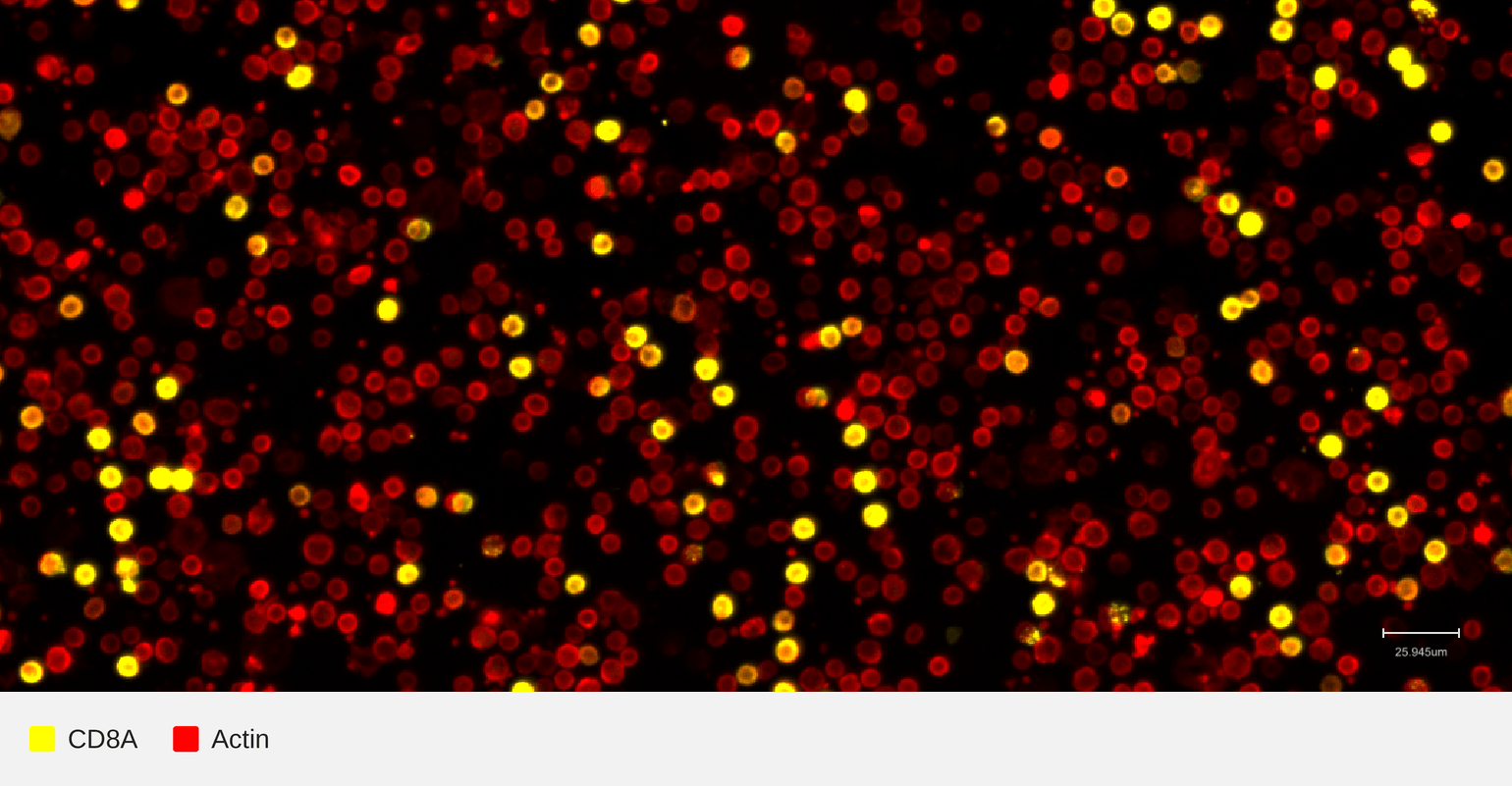 CD8A-target-actin-pbmc