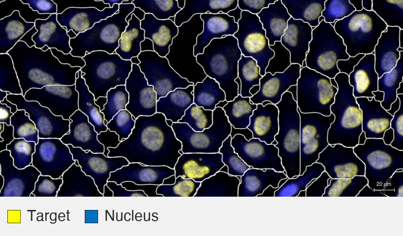 Histone-H3_MBA-0804_HeLa-F1_2_target+nucleus
