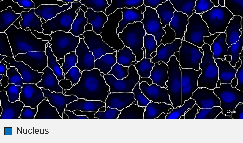 Histone-H3_MBA-0804_HeLa-F1_3_nucleus-only (1) (1)