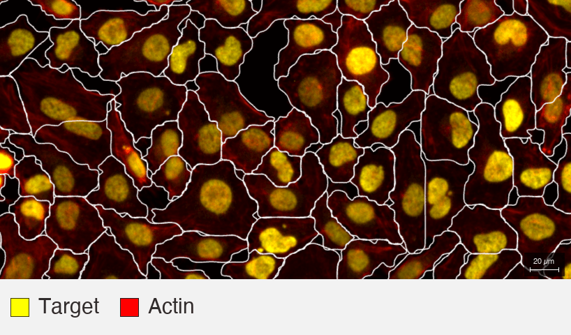 Histone-H3_MBA-0804_HeLa-F1_4_target+actin