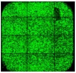 Screenshot-2025-03-04-173044