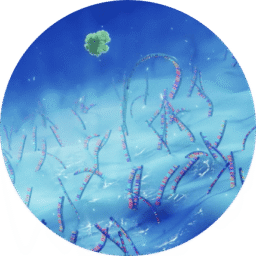 company-timeline-2021