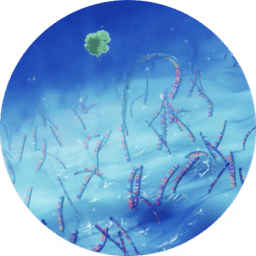 company-timeline-2022