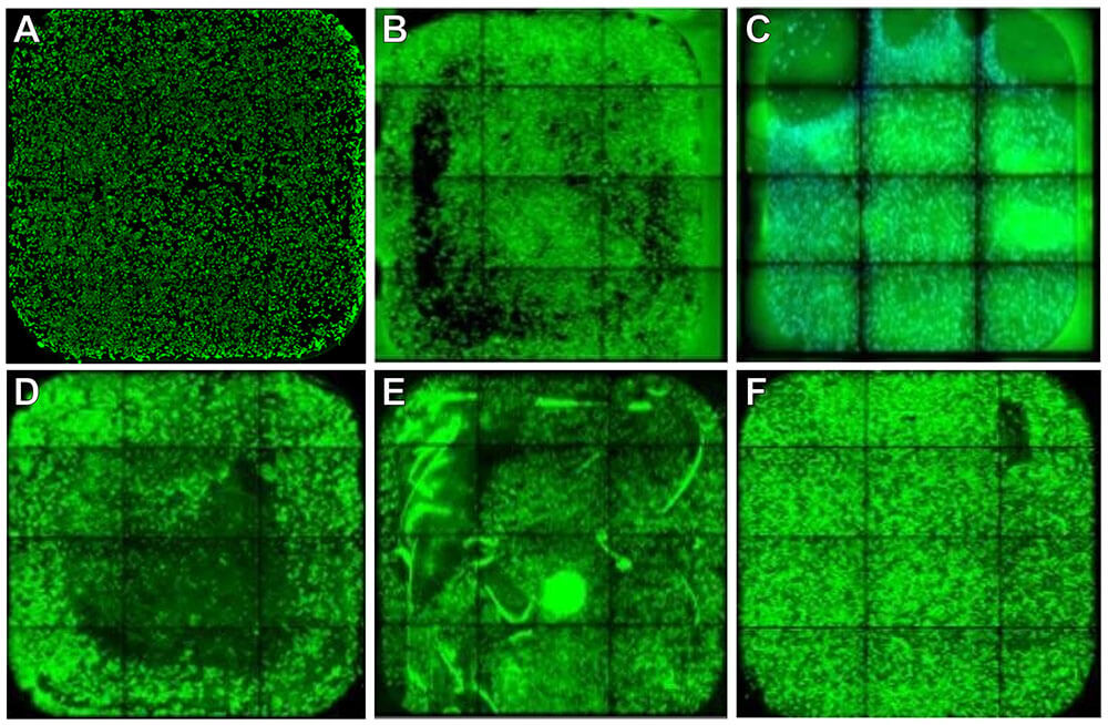 Fig1_SKBR-213_phenotypes (1) (1)