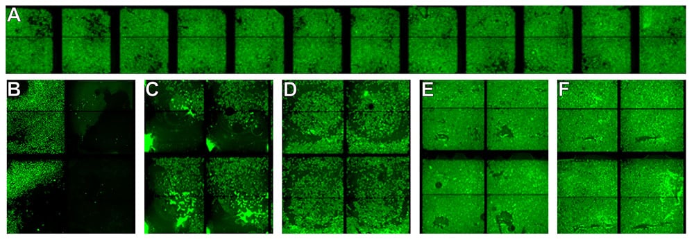 Fig2_SKBR-213_phenotypes (1)