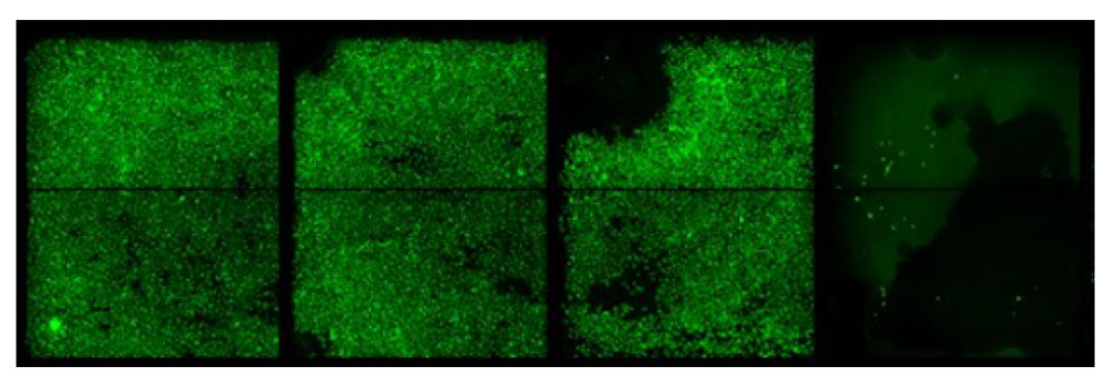 SKBR-195_fig1_images