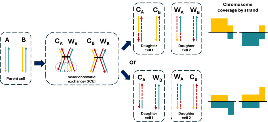 Strand-seq SCE graphic