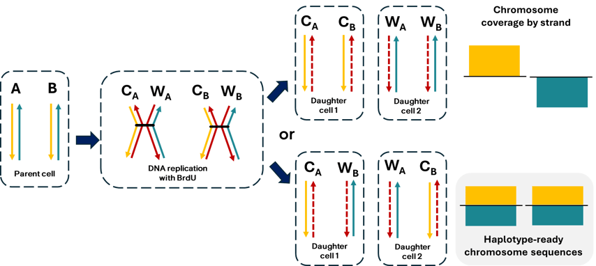 Strand-seq graphic