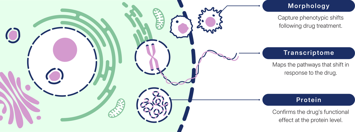 Cell_2