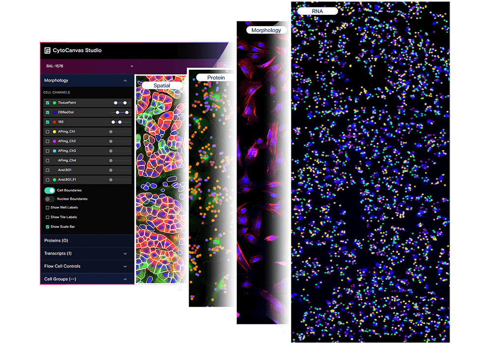 CytoCanvas