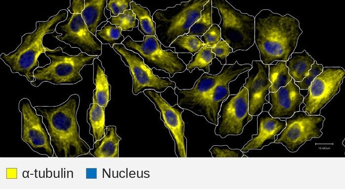 Alpha-tubulin target + nucleus, HeLa