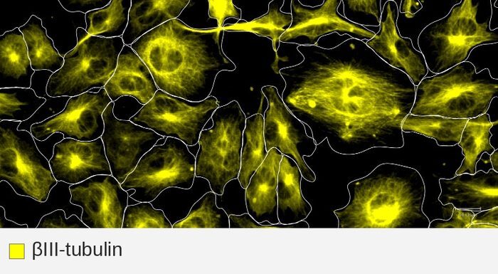 BetaIII-tubulin target channel