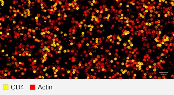 CD4 target + actin, PBMC