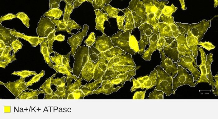 Na+/K+-ATPase target channel, HeLa