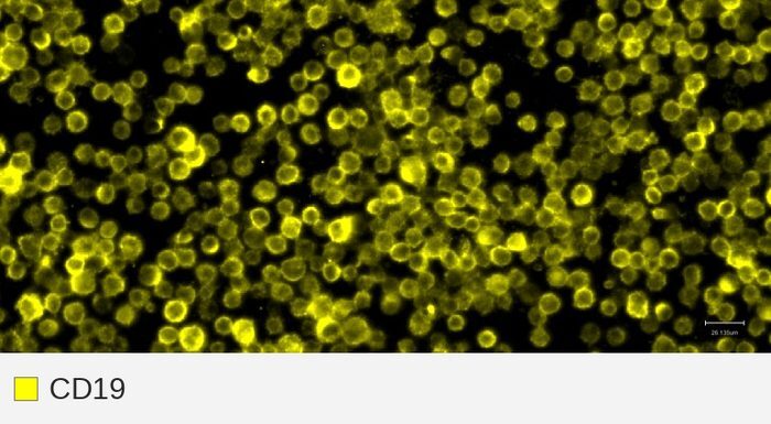 CD19 target channel, Raji