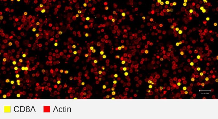 CD8A target + actin, PBMC