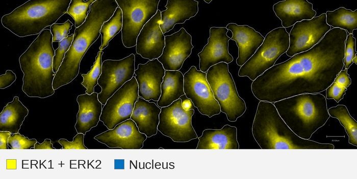 ERK target + nucleus, HeLa