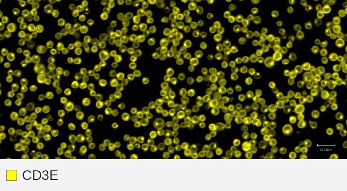 CD3E target channel, Jurkat