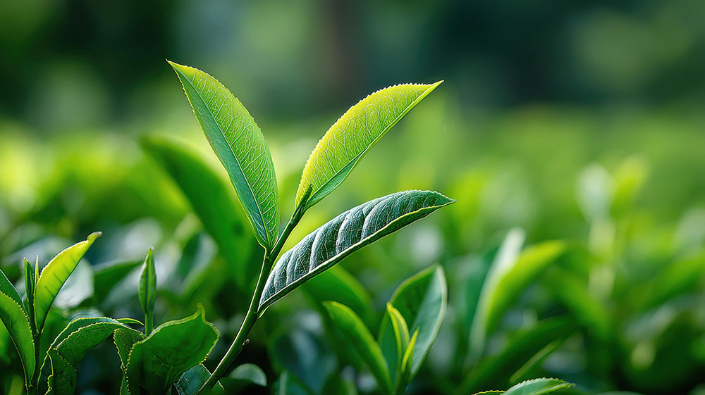 Reflections from ASHG 2025: Community, Collaboration & Momentum