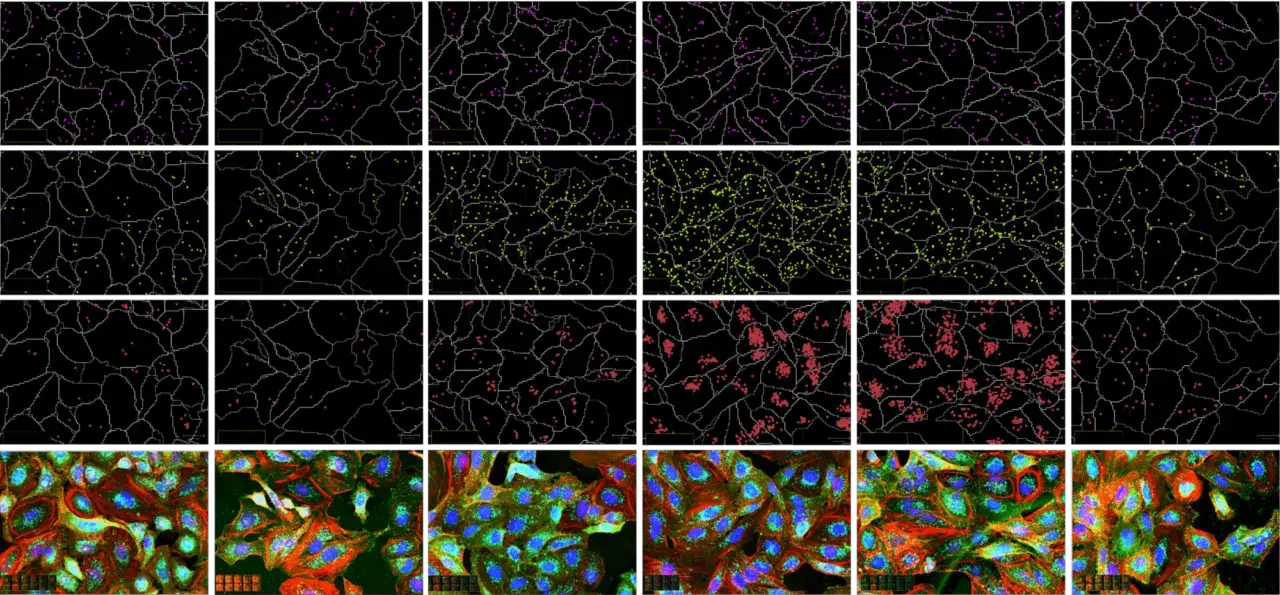 CytoprofilingDataGrid-1_2024-12-07-222613_bqdf