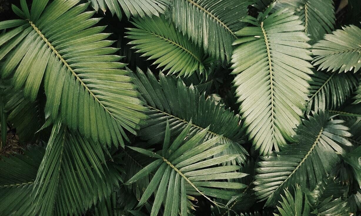 Introducing the Element Biosciences Elembio™ Cloud: Remote run monitoring and simplified cloud-based informatics support