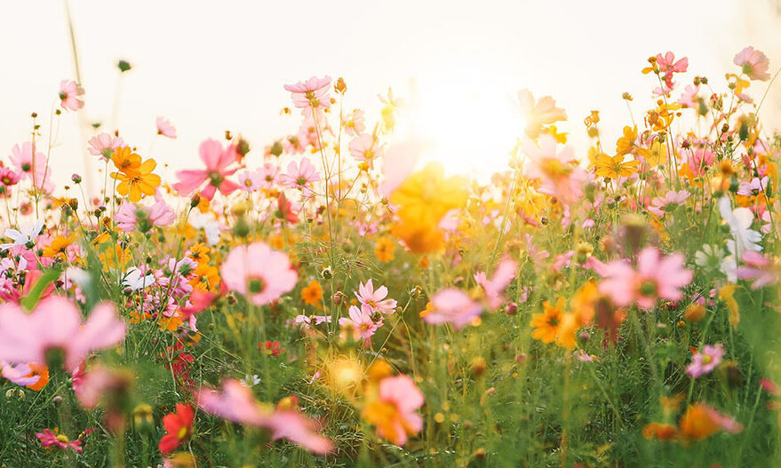 How multiomics can accelerate and support cancer research