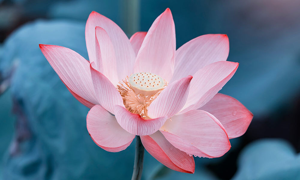 Chemistry that adapts: Inside the innovation powering AVITI24™