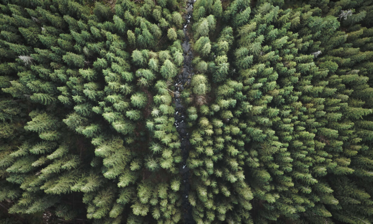 Decoding Genetic Variation: De Novo Mutations in Focus