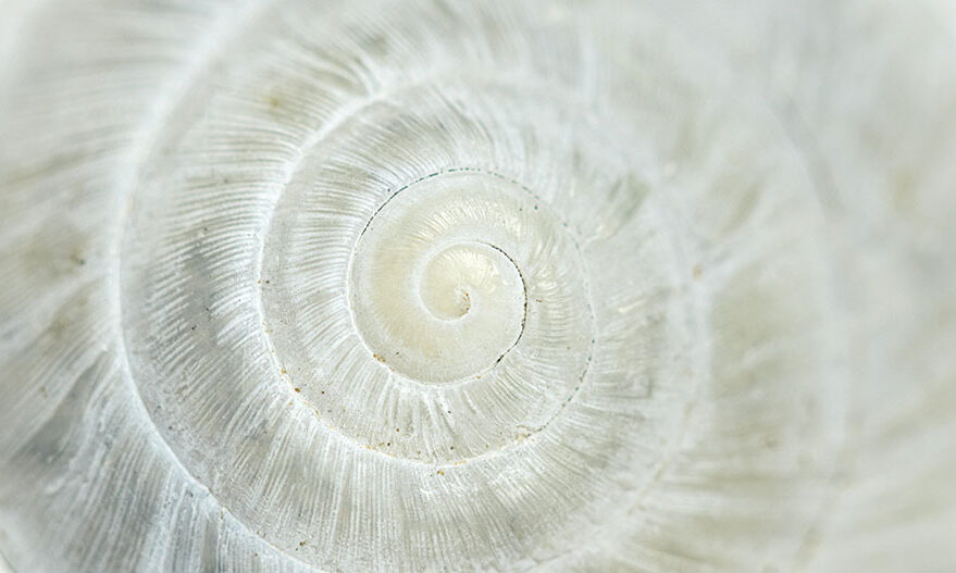 Black History Month Spotlight: Dr. Ernest Everett Just