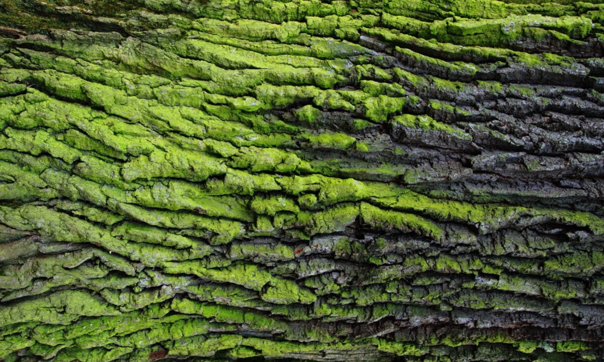 Element Spotlights Rare Disease, Gene Expression, and Cytogenomics at ASHG 2023