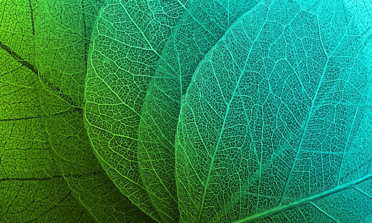 How Element Got to the $200 Genome: Shawn Levy Explains