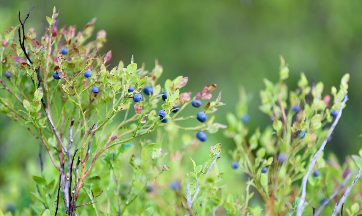 AVITI™ for Agrigenomics Grant Winner to Study Plant Adaptation to Climate Change, Environmental Stresses