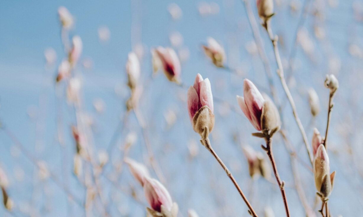 Q50+: Setting a New Standard for Sequencing Accuracy with Cloudbreak UltraQ