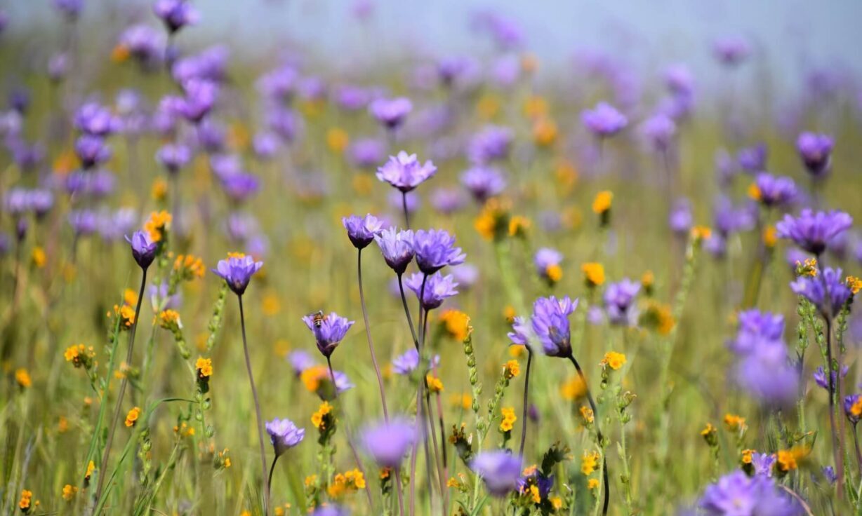 Women’s History Month Spotlight: Ruth Sager