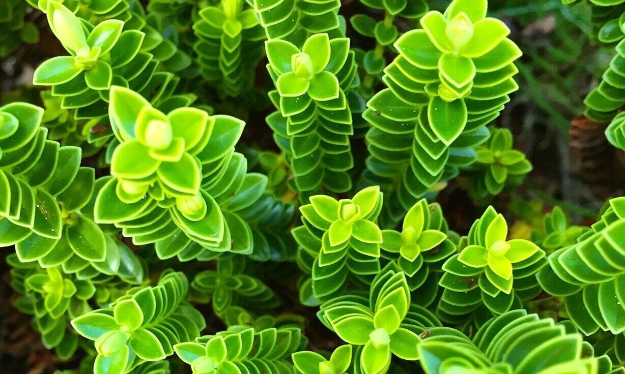 Meet Element Biosciences at MAD SSCi 2023