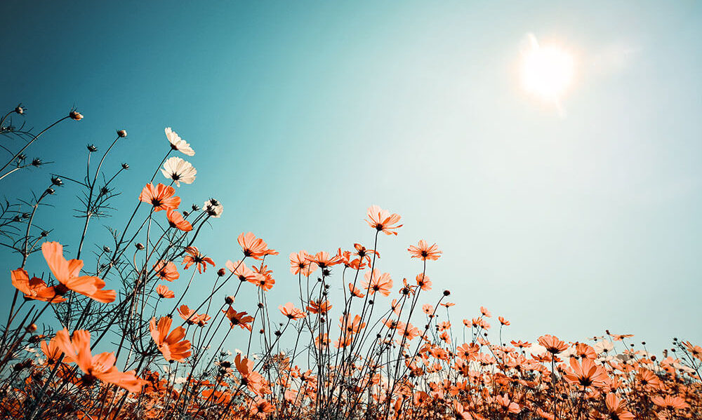 Meet Element Biosciences at Single Cell Congress Asia 2024