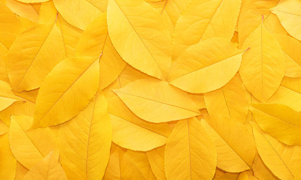 Meet Element Biosciences at HCA General Meeting