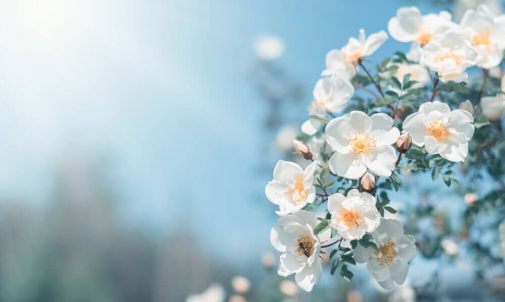 Webinar—From Sample to Insight: Introducing Teton Atlas™ for Direct In Sample Sequencing